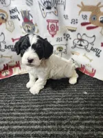 Jared, a male Bernedoodle for sale in Seward, NE – 2 of 4