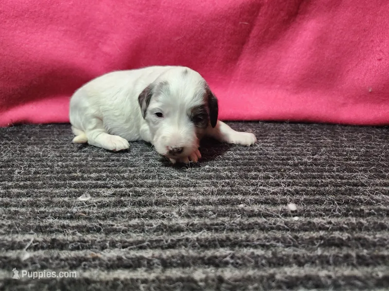 Jasmine – Bernedoodle puppy for sale in Seward, NE