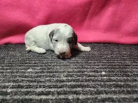 Jasmine, a female Bernedoodle for sale in Seward, NE – 1 of 3