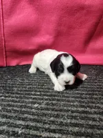 Jared, a male Bernedoodle for sale in Seward, NE – 1 of 2