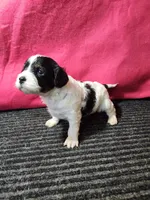 Luna, a female Cavapoo for sale in Seward, NE – 2 of 2