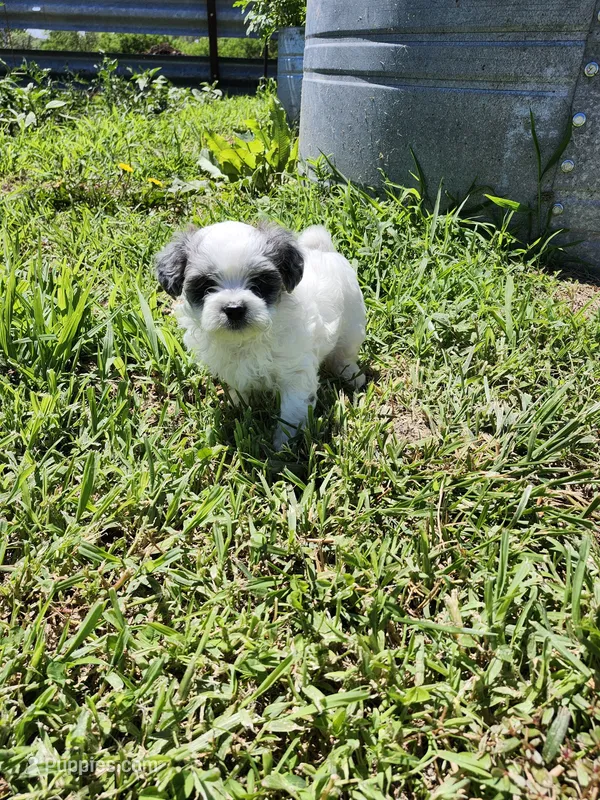 Missy – Shihpoo puppy for sale in Seward, NE