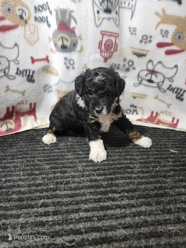 Jenna – Bernedoodle puppy for sale in Seward, NE