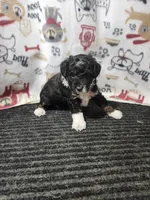 Jenna, a female Bernedoodle for sale in Seward, NE – 2 of 4