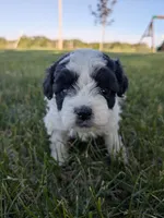 Mia, a female Shihpoo for sale in Seward, NE – 1 of 2