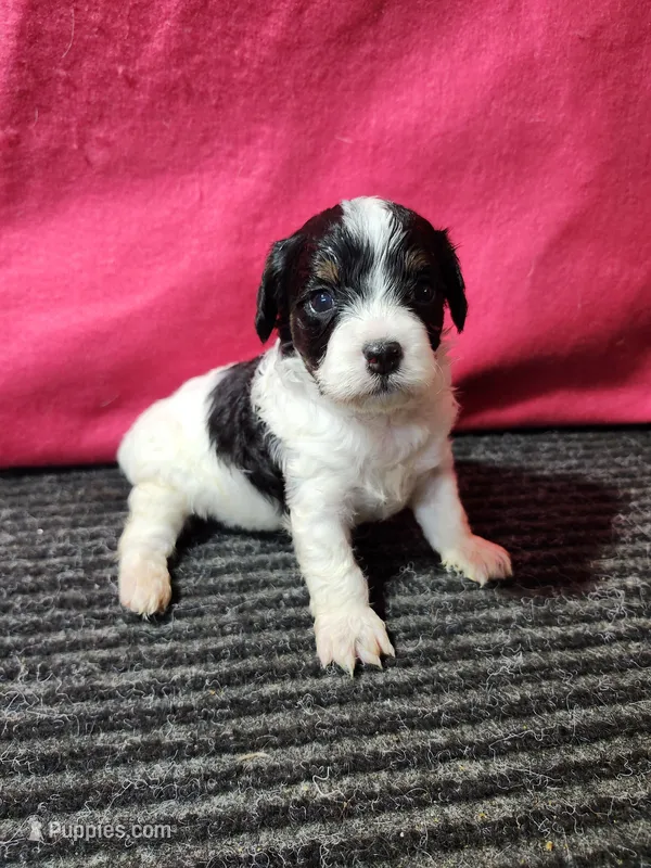 Luna – Cavapoo puppy for sale in Seward, NE