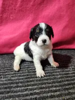 Luna, a female Cavapoo for sale in Seward, NE – 1 of 2
