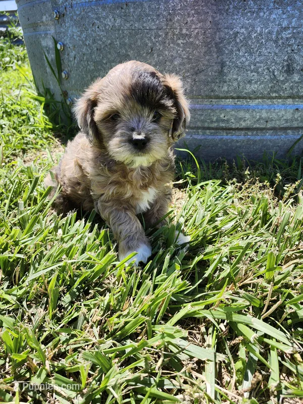 Marissa – Shihpoo puppy for sale in Seward, NE
