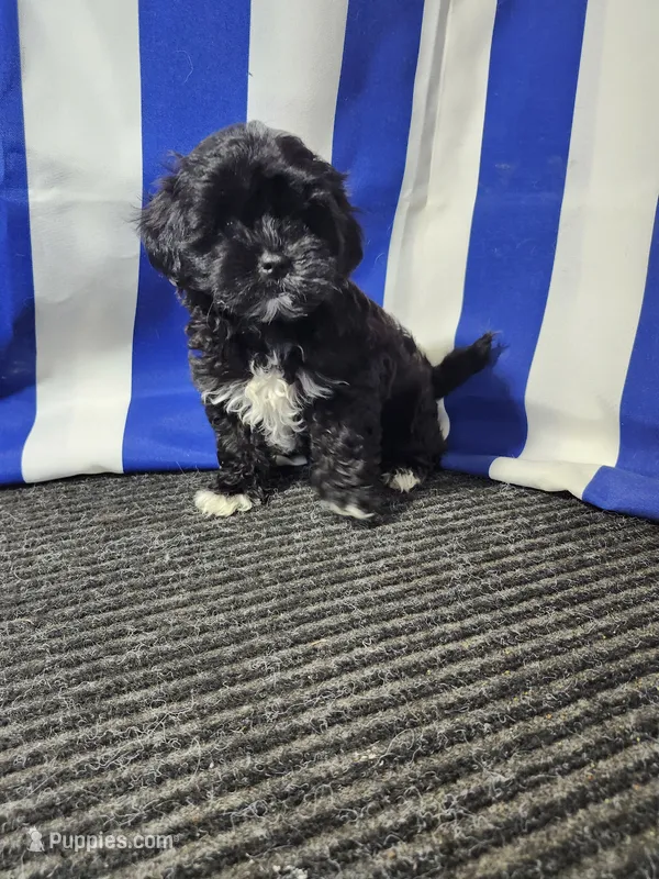 Megan – Shihpoo puppy for sale in Seward, NE