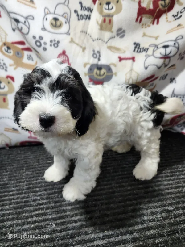 Jared – Bernedoodle puppy for sale in Seward, NE