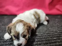 Susan, a female Shihpoo for sale in Seward, NE – Photo 2 of 3