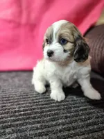 Susan, a female Shihpoo for sale in Seward, NE – Photo 3 of 3
