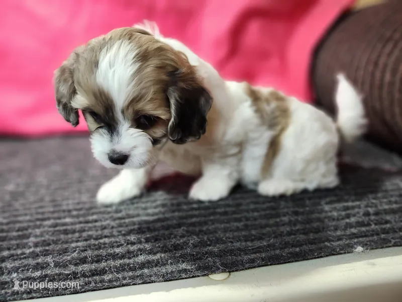 Susan – Shihpoo puppy for sale in Seward, NE
