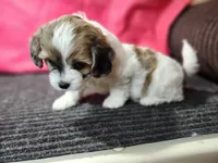 Susan, a female Shihpoo for sale in Seward, NE – Photo 1 of 3