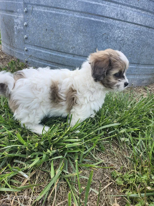 Susan – Shihpoo puppy for sale in Seward, NE
