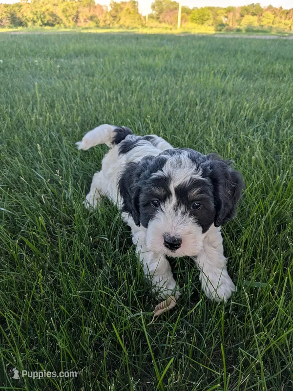 Jared – Bernedoodle puppy for sale in Seward, NE