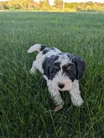 Jared, a male Bernedoodle for sale in Seward, NE – 1 of 4