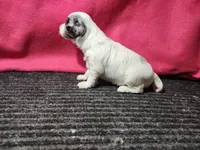 Jasmine, a female Bernedoodle for sale in Seward, NE – 2 of 3