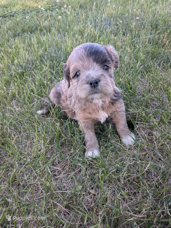 Marissa – Shihpoo puppy for sale in Seward, NE