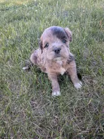 Marissa, a female Shihpoo for sale in Seward, NE – 1 of 1