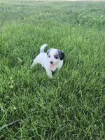 Jessica, a female Bernedoodle for sale in Seward, NE – 2 of 6