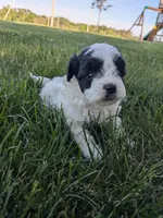 Mia, a female Shihpoo for sale in Seward, NE – 2 of 2
