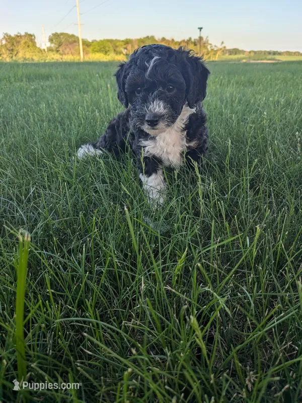 June – Bernedoodle puppy for sale in Seward, NE