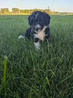 June, a female Bernedoodle for sale in Seward, NE – 1 of 4