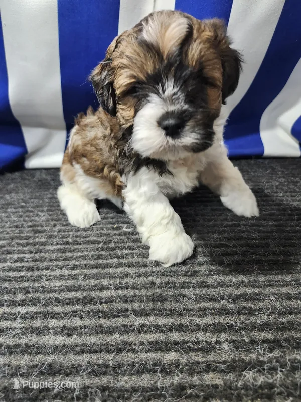 Roger – Shihpoo puppy for sale in Seward, NE