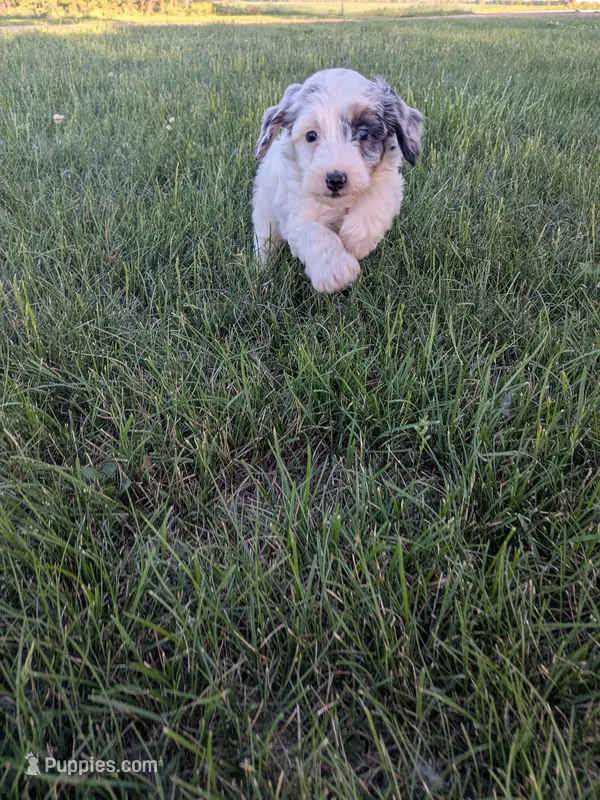 Jasmine – Bernedoodle puppy for sale in Seward, NE
