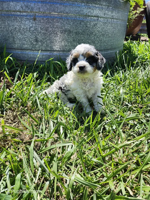 Lars – Cavapoo puppy for sale in Seward, NE