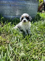 Lars, a male Cavapoo for sale in Seward, NE – 1 of 4