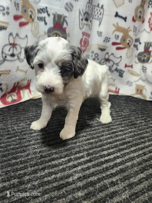 Jasmine – Bernedoodle puppy for sale in Seward, NE