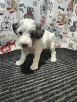 Jasmine, a female Bernedoodle for sale in Seward, NE – 2 of 4