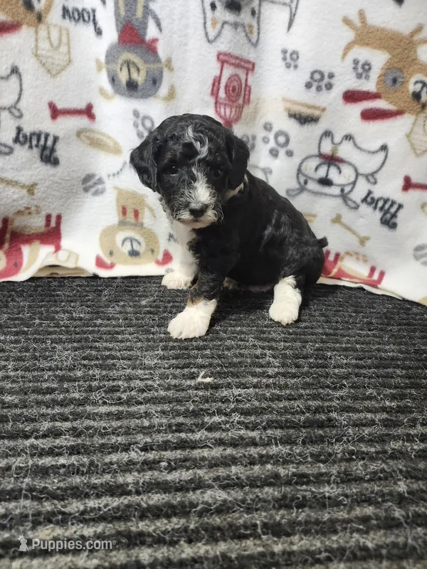 June – Bernedoodle puppy for sale in Seward, NE