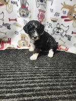 June, a female Bernedoodle for sale in Seward, NE – 2 of 4