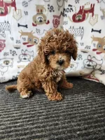 Rex, a male Cavapoo for sale in Seward, NE – 1 of 2