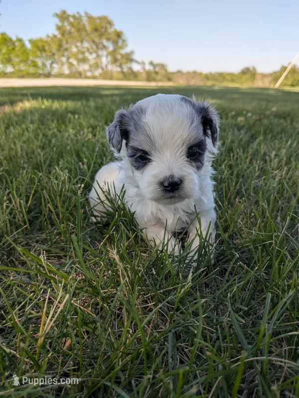Missy – Shihpoo puppy for sale in Seward, NE