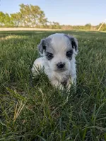 Missy, a female Shihpoo for sale in Seward, NE – 1 of 2