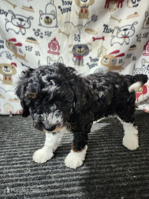 June – Bernedoodle puppy for sale in Seward, NE