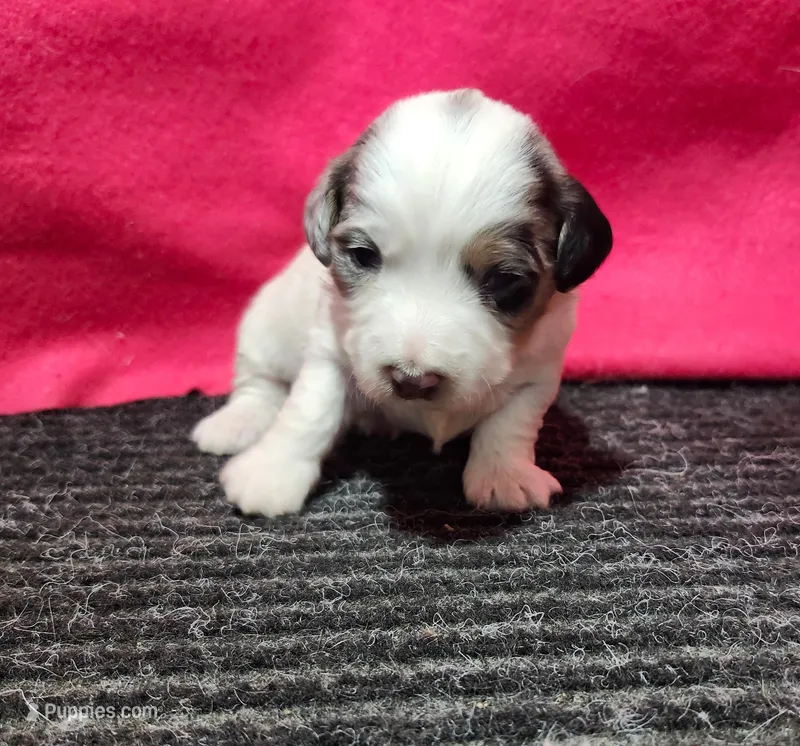 Jessica – Bernedoodle puppy for sale in Seward, NE