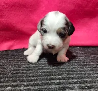Jessica, a female Bernedoodle for sale in Seward, NE – 1 of 3