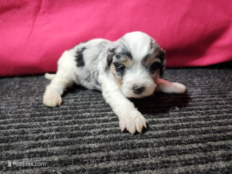Lucy – Cavapoo puppy for sale in Seward, NE