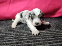 Lucy, a female Cavapoo for sale in Seward, NE – 1 of 2