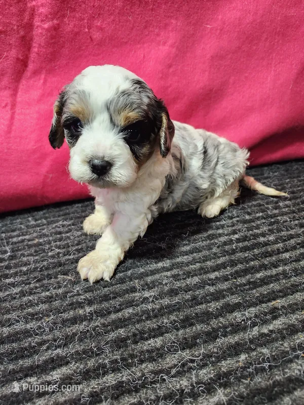 Lars – Cavapoo puppy for sale in Seward, NE