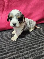 Lars, a male Cavapoo for sale in Seward, NE – 1 of 2