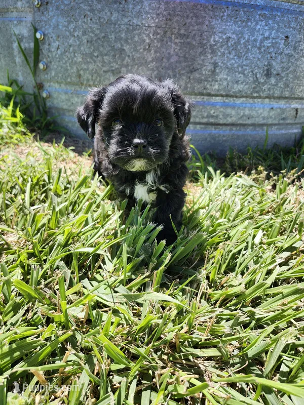 Megan – Shihpoo puppy for sale in Seward, NE