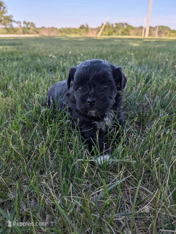 Megan – Shihpoo puppy for sale in Seward, NE
