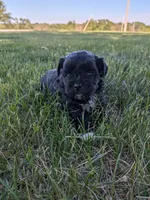 Megan, a female Shihpoo for sale in Seward, NE – 1 of 1