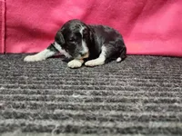 June, a female Bernedoodle for sale in Seward, NE – 2 of 2